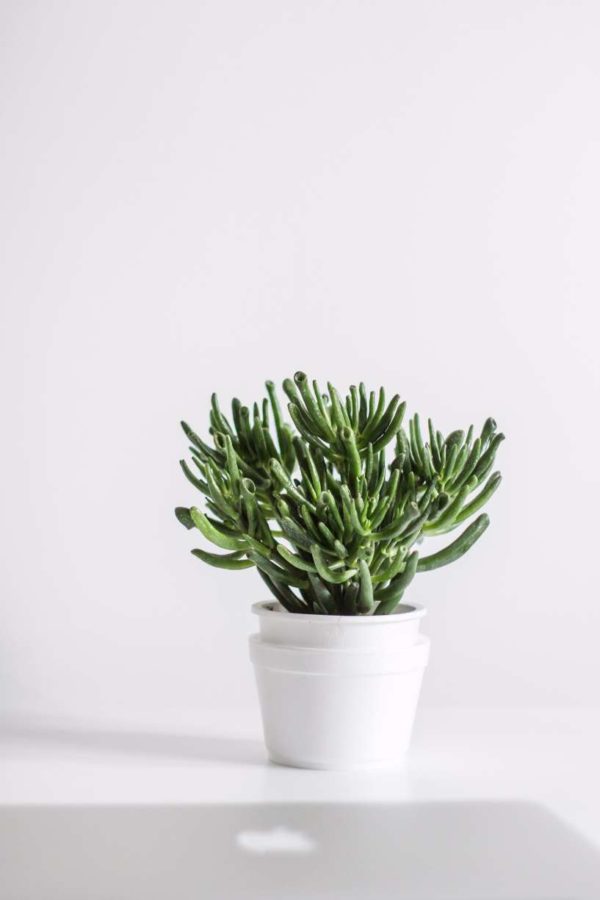 NordWood-5301 NordWood-5301